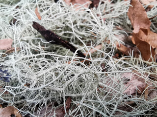 Flechten Nahaufnahme Natur Makro