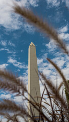 the obelisk among plants buenos aires