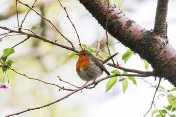 Robin redbreast bird 