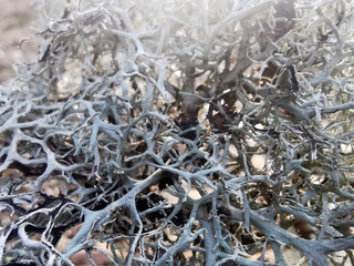 Flechten Nahaufnahme Natur Makro