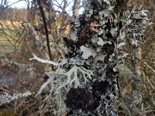 Flechten Nahaufnahme Natur Makro