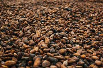 Tropical organic cocoa beans being shaded to make premium chocolate