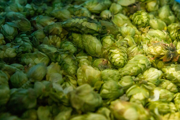 Fototapeta na wymiar close up of hops