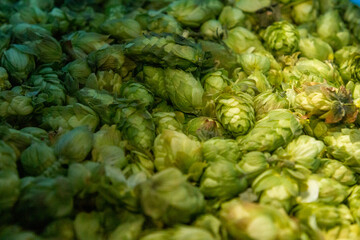 close up of hops