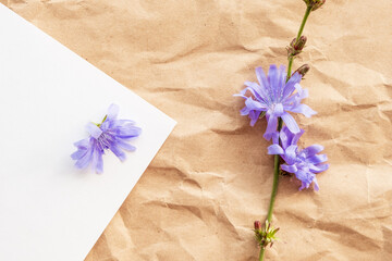chicory flowers on a white background and on beige crumpled paper