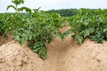 Fototapeta na wymiar close-up of potato bushes growing on ground, low point shooting