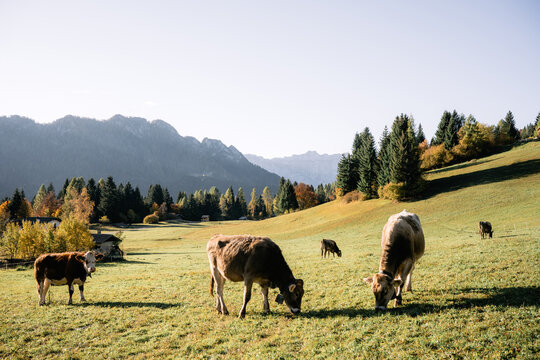 Cows in italian Dolomite Alps at autumn time. Piereni in Val Canali, Paneveggio natural park, Trentino, Dolomites, Italy. Landscape photography
