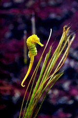 Yellow seahorse or hippocampus approaching some seaweed with a purple background behind © MSCT