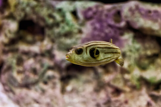 Rare brown puffer fish with darker stripes swimming between stones with algae