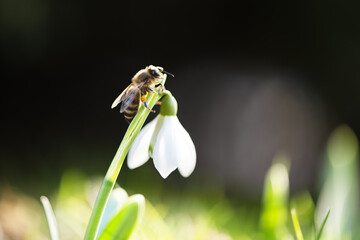 A working bee collecting pollen on a white snowdrop flower on spring meadow. Macro photography