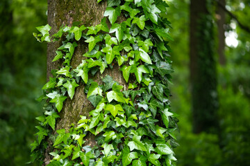 A fragment of a tree trunk with gray bark, covered with vines of juicy green ivy leaves. Natural and organic background.