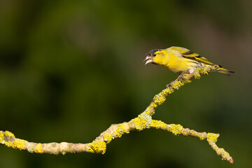 Eurasian siskin (Spinus spinus) searching for food in the forest in the Netherlands