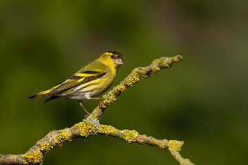 Eurasian siskin (Spinus spinus) searching for food in the forest in the Netherlands