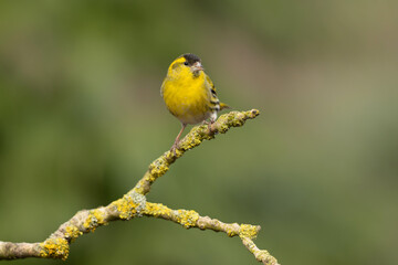 Eurasian siskin (Spinus spinus) searching for food in the forest in the Netherlands