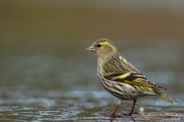 Eurasian siskin (Spinus spinus) searching for food in the forest in the Netherlands