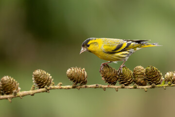 Eurasian siskin (Spinus spinus) searching for food in the forest in the Netherlands
