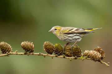 Eurasian siskin (Spinus spinus) searching for food in the forest in the Netherlands