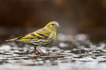 Eurasian siskin (Spinus spinus) searching for food in the forest in the Netherlands