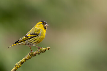 Eurasian siskin (Spinus spinus) searching for food in the forest in the Netherlands