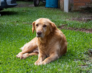 Big golden dog lying on the grass on a sunny day