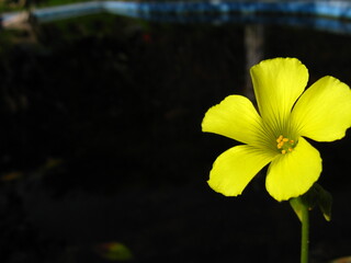 Fototapeta premium Flor Amarilla