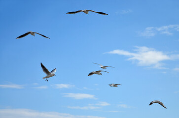 Fototapeta premium Flock of seagulls flying on blue sky background . Wild birds outdoors 