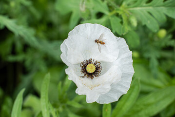Poppy flowers in a backyard garden.