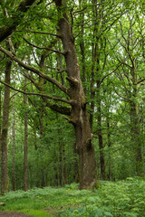 Old tre in a green forest.