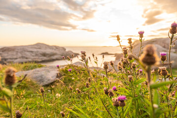 Fototapeta na wymiar Purple flowers on cliffs in beautiful sunset.