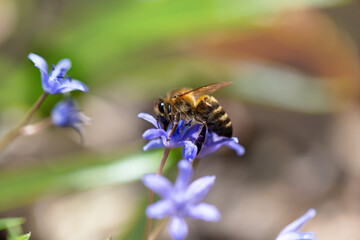A bee pollinates the Scilla