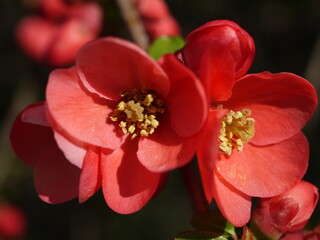 Rote Zierapfelbl&uuml;te