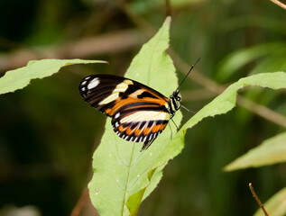 Orange, yellow, white and black butterfly perched on a green leaf