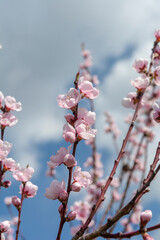 Blooming  young Peach tree in the garden. Pink flowers of Prunus persica in the early spring.