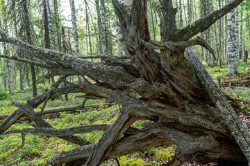 The roots of old fallen trees. Large dry tree root