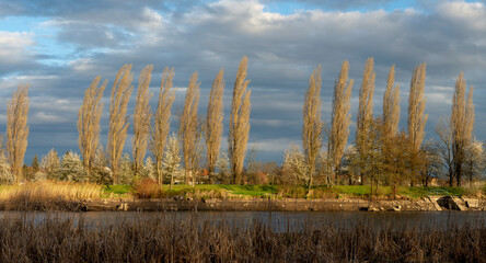 Poplar (Populus) trees growing on the river bank. Cottonwood trees in a row in the spring.