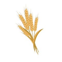Fototapeta premium wheat stalks .vector illustration of cereals