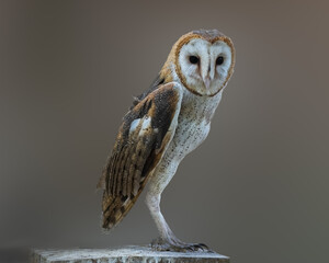 barn owl on a branch