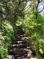 Levada under trees