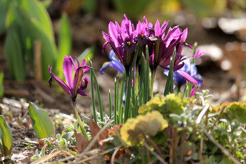 Purple netted iris (Iridodictyum reticulatum or Iris reticulata) flowers in garden. April, Belarus