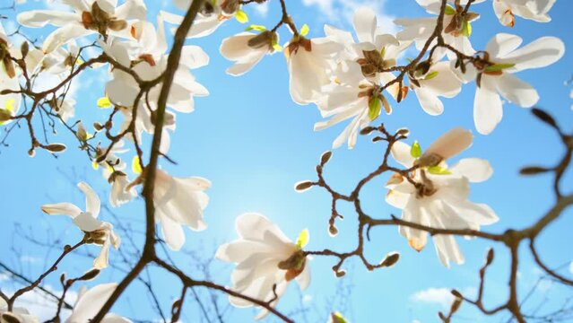 Blossom flowers magnolia tree in spring video 4k