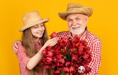 happy old granddad with grandchild hold tulip flowers on yellow background