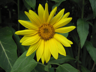 Close up view of multi pedal yellow sunflower blossom in garden.    