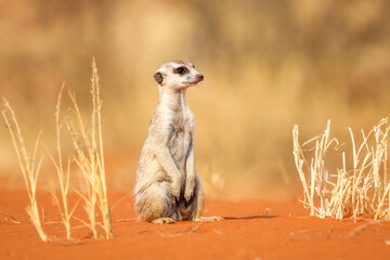 Meerkat squats in the Kalahari Desert. Namibia.