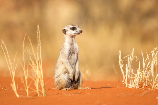Meerkat squats in the Kalahari Desert. Namibia.