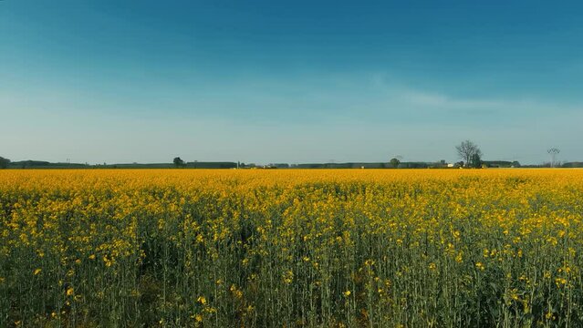 Spring Landscape with Yellow Flowers - Motta Visconti Italy