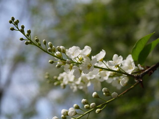 Weiße Blüte des Apfelbaums
