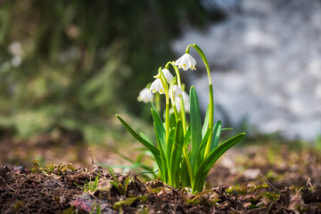 spring snowdrop whiteflower, White bells of a flower garden - the first spring flowers against the...