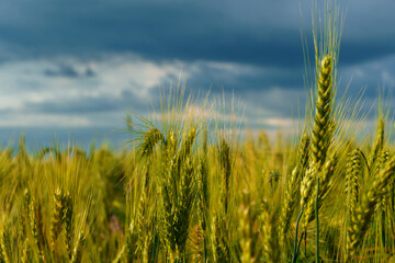 agricultural field with green wheat sprouts, dramatic spring landscape on cloudy day, overcast sky as background
