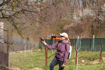 A woman works in the spring garden and spray with a rechargeable sprayer chemicals against pests and insects on a fruit tree.