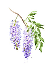 Purple pink blue wisteria flower  blossom branch. Hand drawn watercolor illustration, isolated on white background